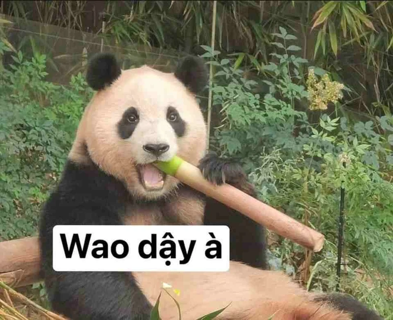 Lưu ngay các mẫu meme Trung Quốc độc lạ, hài hước và giúp bạn đánh bay mệt mỏi