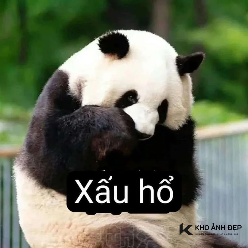 100+ meme Trung Quốc thú vị, hài bựa, cà khịa hot nhất hiện nay