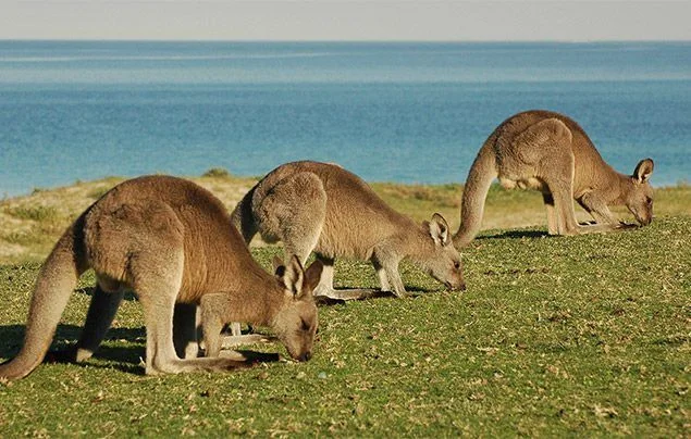 Nhiều kangaroo kiếm ăn bên bờ biển