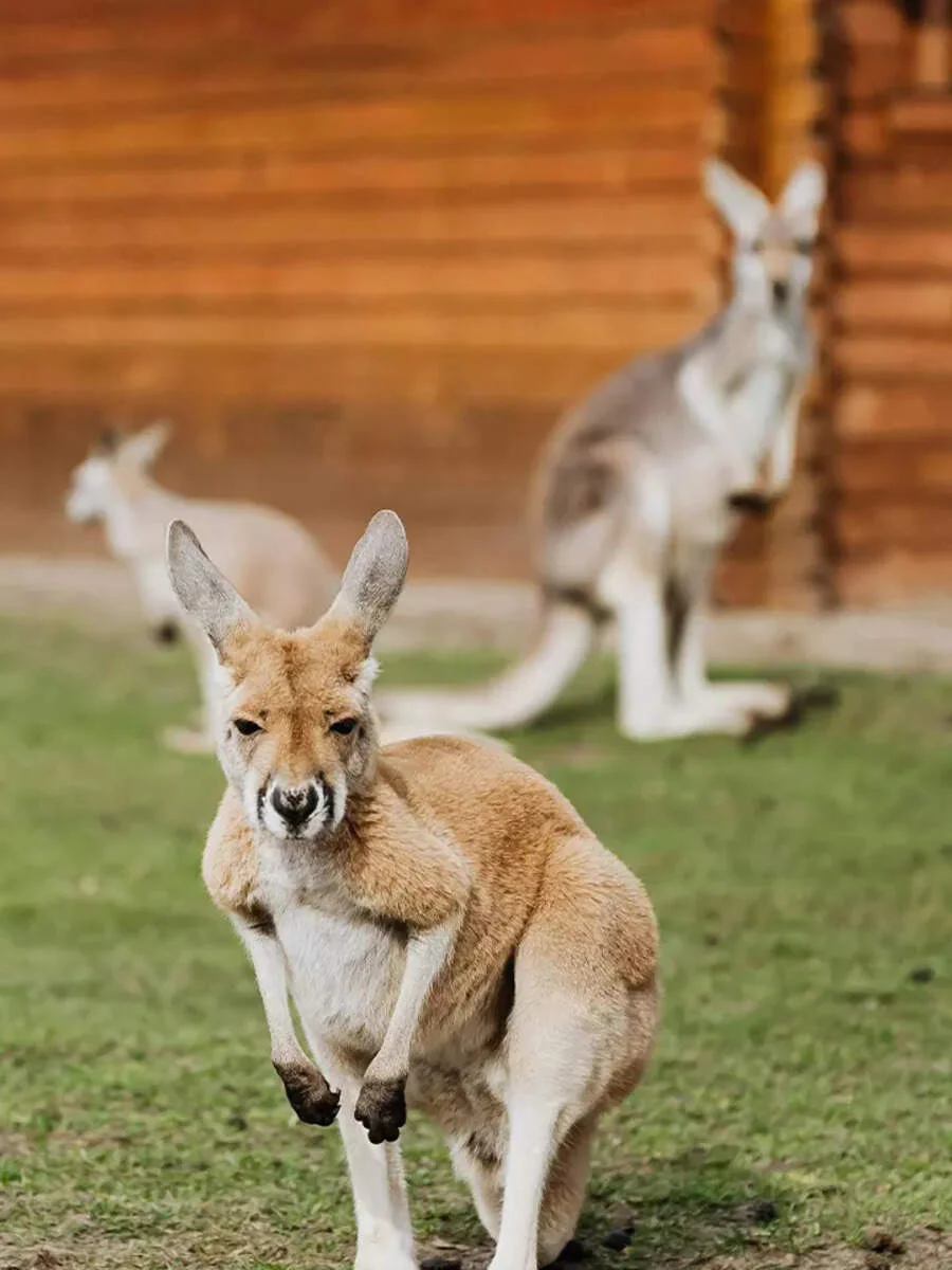 Kangaroo đứng phía trước với những con khác ở phía sau