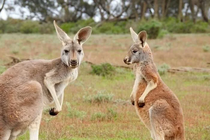 Hai chú kangaroo đứng đối diện nhau giữa thiên nhiên