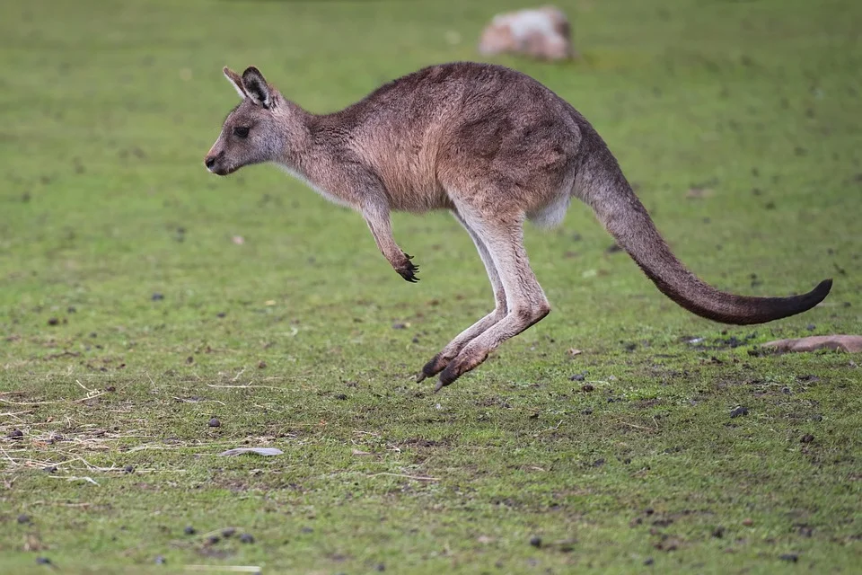 Kangaroo đang bật nhảy trên bãi cỏ xanh