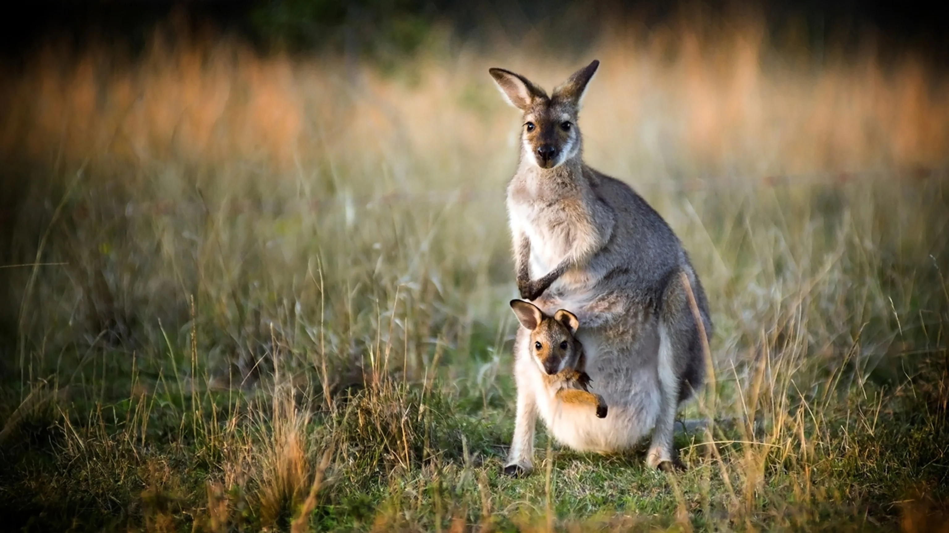 Kangaroo mẹ mang con trong túi giữa đồng cỏ
