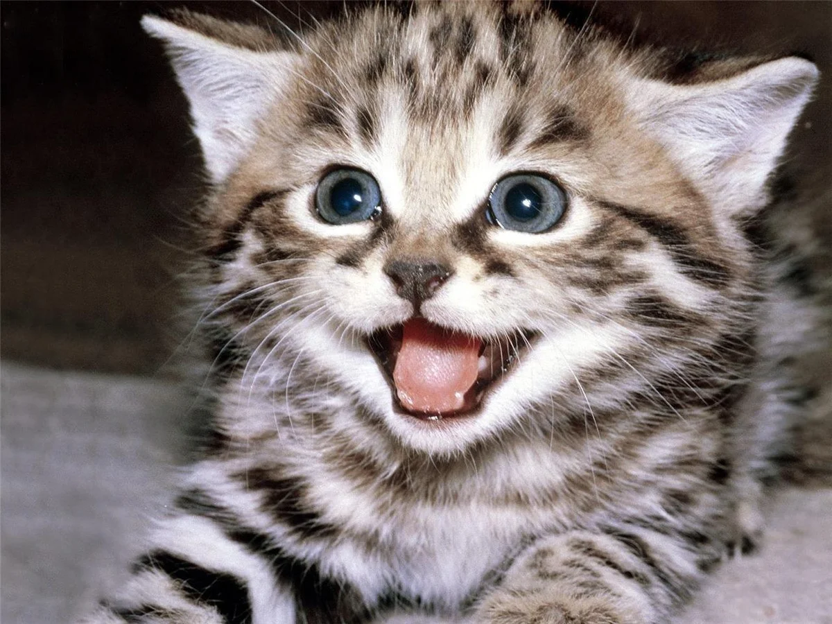 Meme mèo cười với mèo con mướp mắt tròn, há miệng đầy vui vẻ trong ảnh cận cảnh