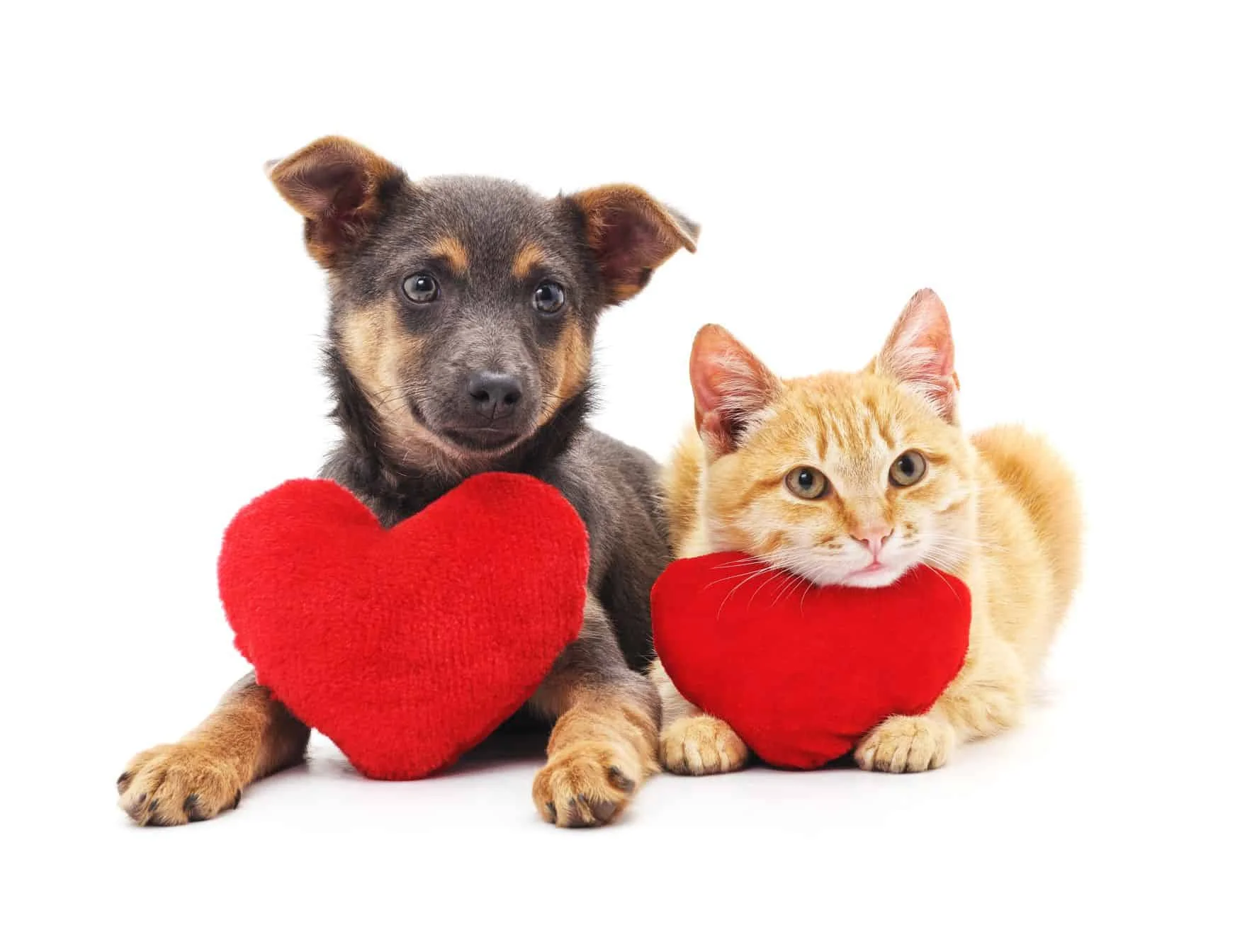 Chó con và mèo con ôm trái tim đỏ trên nền trắng