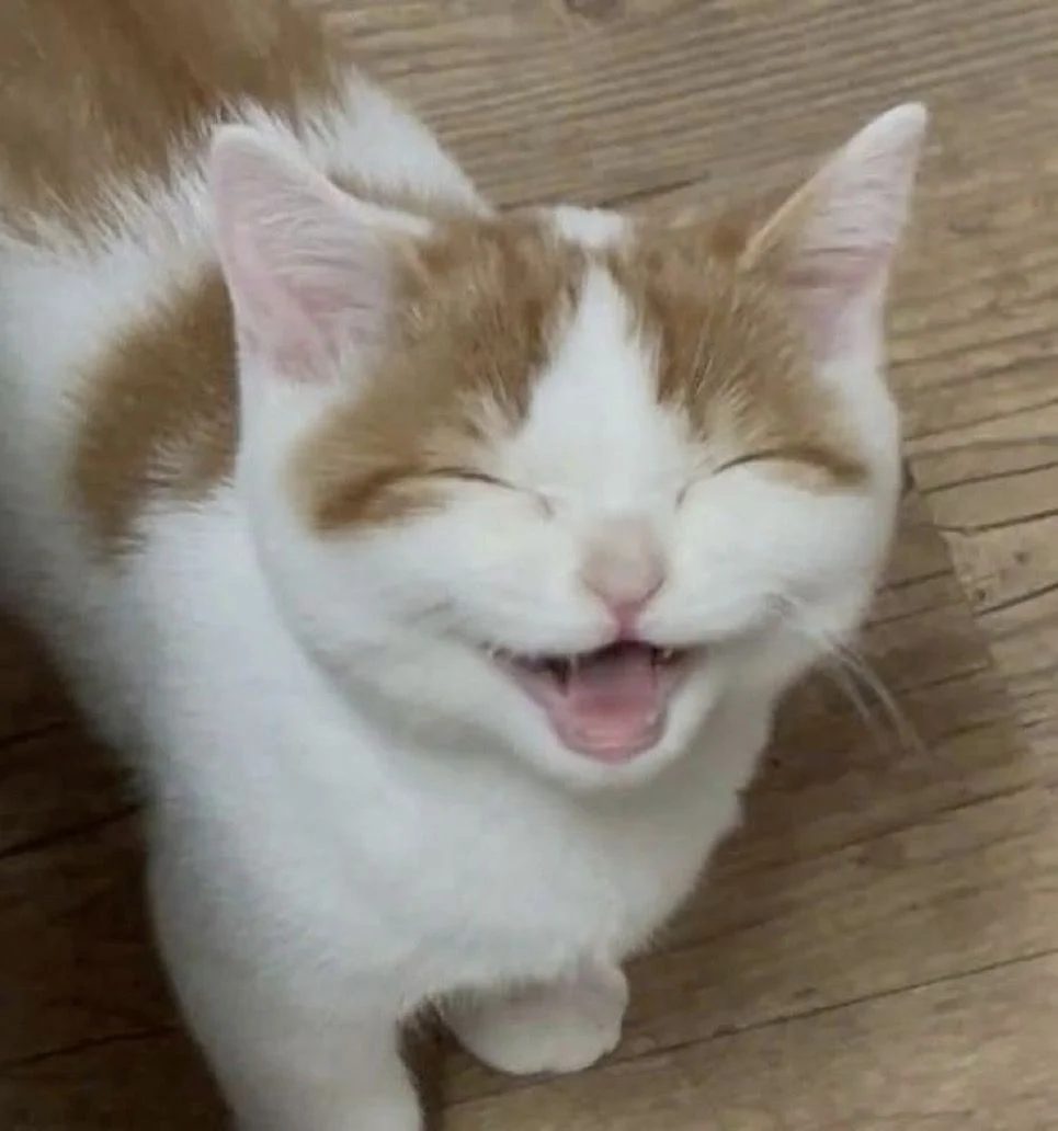 Meme mèo cười đáng yêu với mèo trắng cam nhắm mắt há miệng trên sàn gỗ