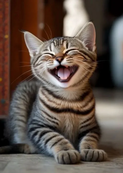 Meme mèo cười với mèo mướp đang há miệng cười lớn trong nhà