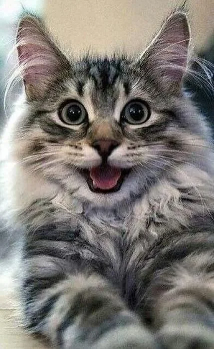 Meme mèo cười với mèo con lông xù mắt tròn và biểu cảm vui vẻ hài hước