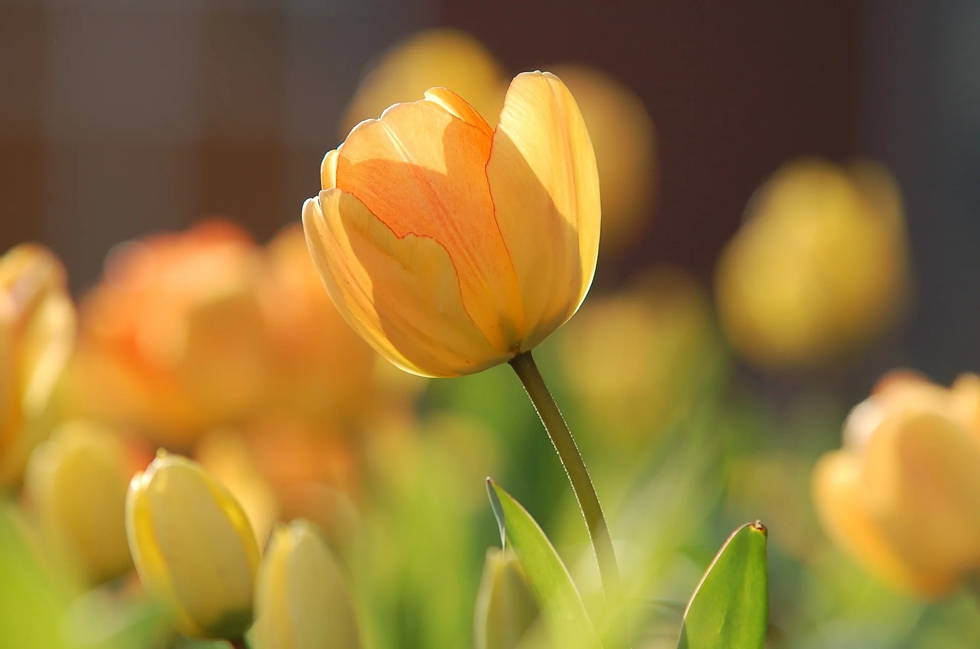 Bông hoa tulip vàng cam nổi bật trên nền mờ