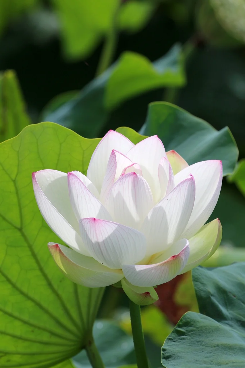 Hoa Sen Trắng Thực Vật Thủy - Ảnh miễn phí trên Pixabay