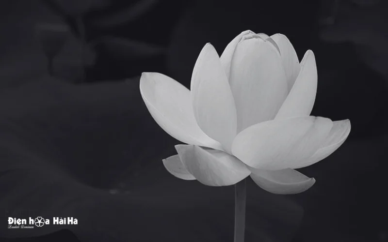 Biểu tượng chia buồn đám tang hoa sen