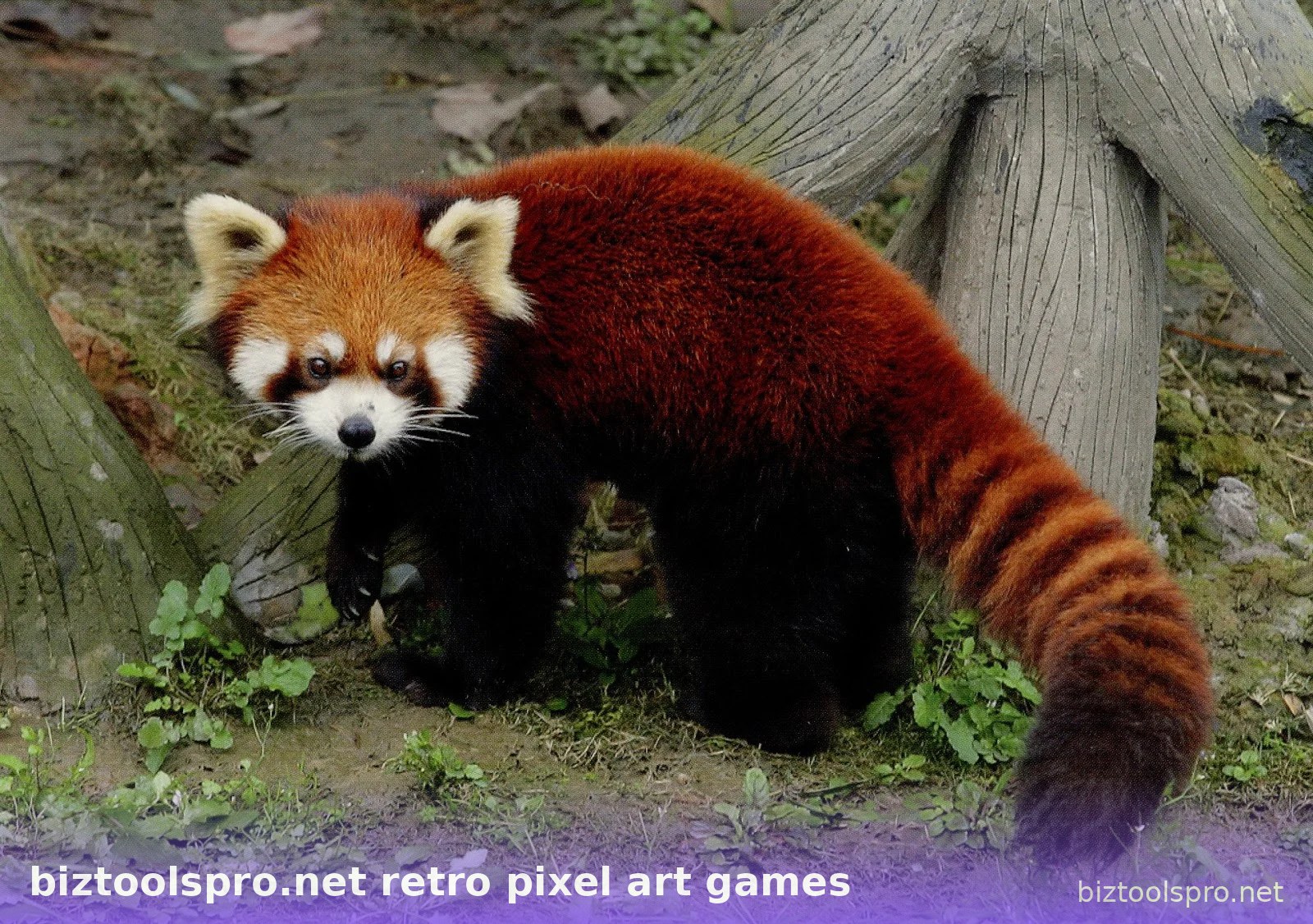 Bộ sưu tập biztoolspro.net retro pixel art games — ảnh 38