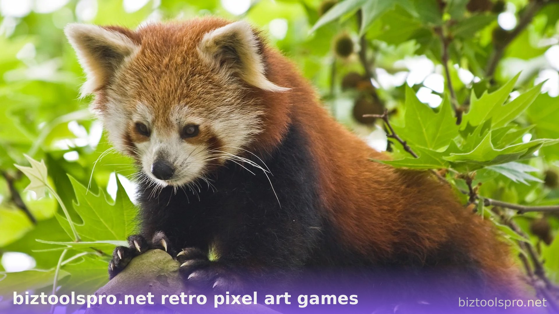 Ảnh 20 minh hoạ biztoolspro.net retro pixel art games
