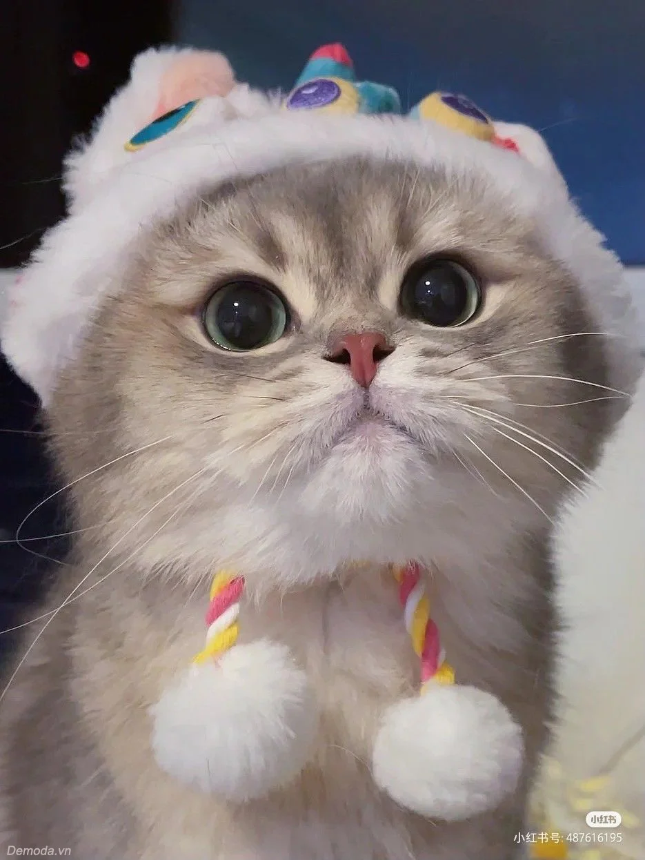 hình ảnh mèo cute đội mũ unicorn nhiều màu sắc với đôi mắt to tròn đáng yêu