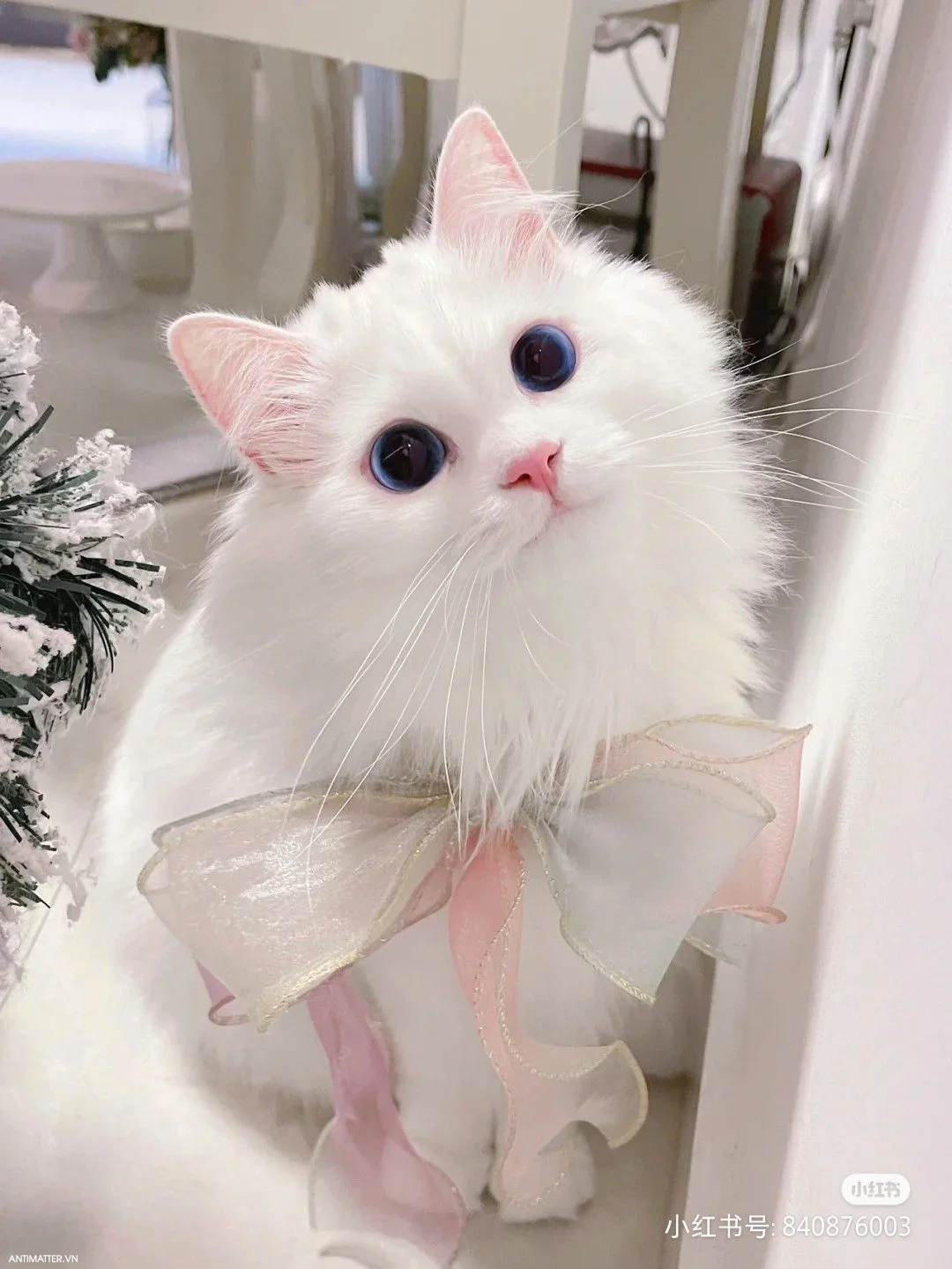Hình ảnh mèo cute - chú mèo trắng lông xù mặc cánh tiên hồng với đôi mắt xanh đẹp, ngồi bên cây thông Noel tuyết phủ