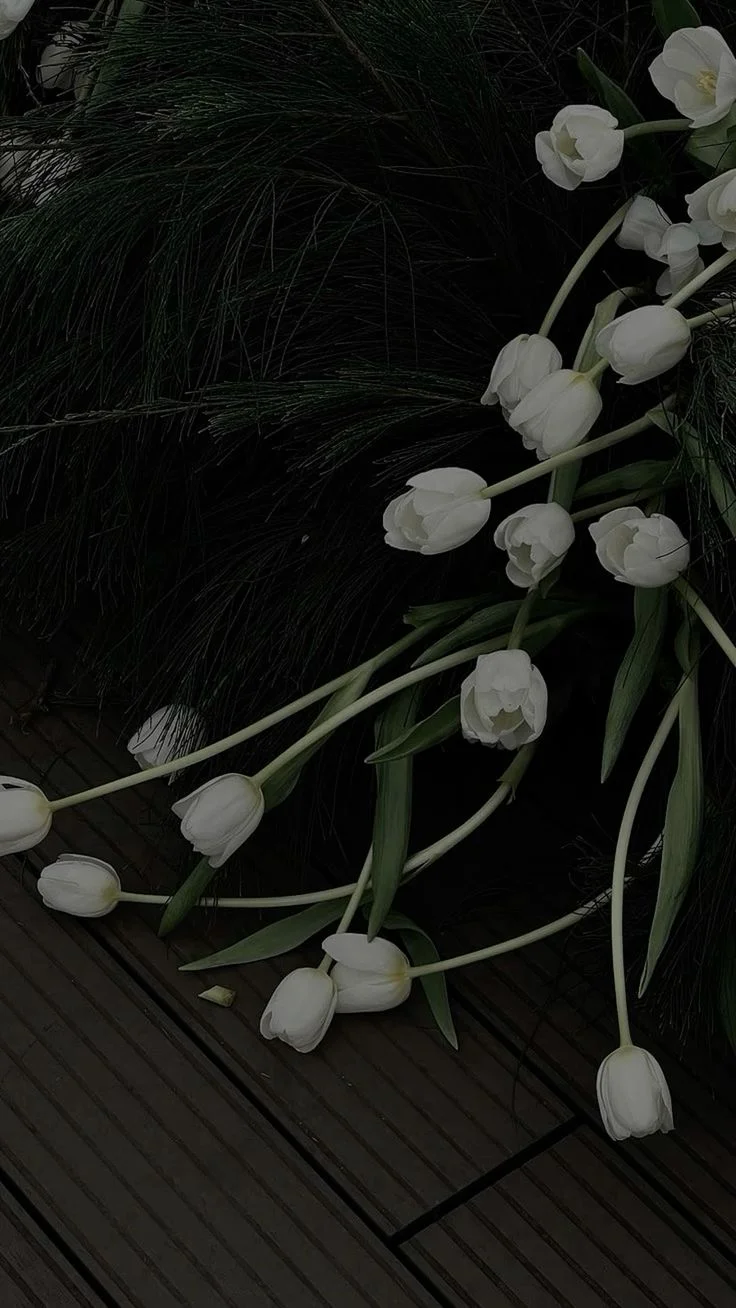 những bông hoa tulip trắng buồn bã trên nền tối